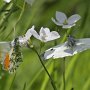 orange tip